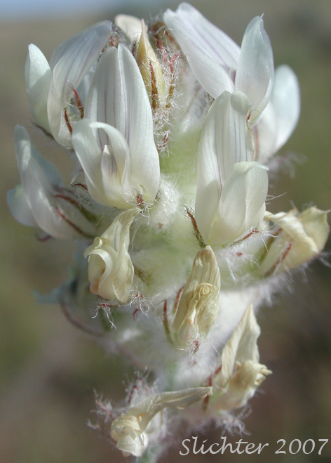Inflorescence of Spalding's Milkvetch, Spalding's Milk-vetch: Astragalus spaldingii