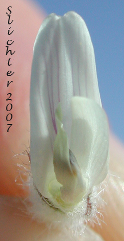 Flower of Spalding's Milkvetch, Spalding's Milk-vetch: Astragalus spaldingii