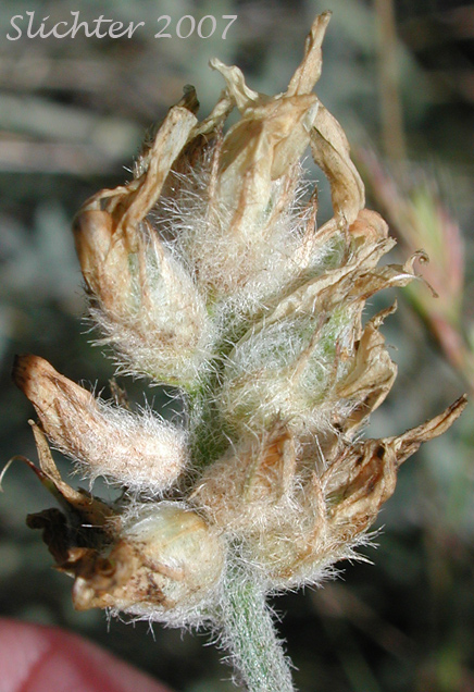 Spalding's Milkvetch, Spalding's Milk-vetch: Astragalus spaldingii