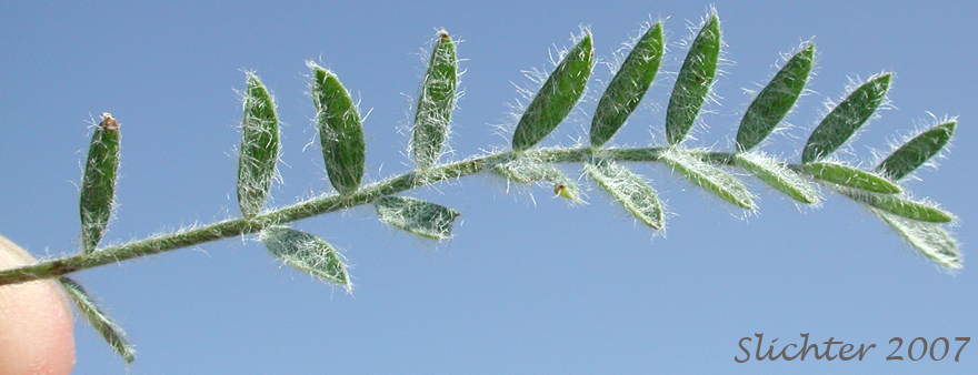Leaf of Spalding's Milkvetch, Spalding's Milk-vetch: Astragalus spaldingii