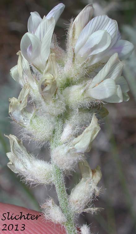 Raceme of Spalding's Milkvetch, Spalding's Milk-vetch: Astragalus spaldingii