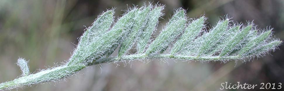 Leaf of Spalding's Milkvetch, Spalding's Milk-vetch: Astragalus spaldingii
