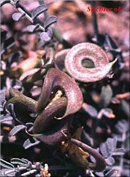 Spiral fruits of Curvepod Milk-vetch, Threadstalk Milk-vetch, Medic Milk-vetch, spiral-pod Milk-vetch: Astragalus speirocarpus