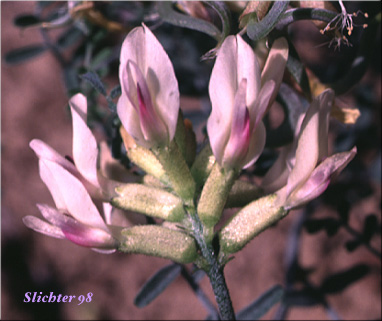 Curvepod Milk-vetch, Threadstalk Milk-vetch, Medic Milk-vetch, spiral-pod Milk-vetch: Astragalus speirocarpus
