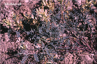 Curvepod Milk-vetch, Threadstalk Milk-vetch, Medic Milk-vetch, spiral-pod Milk-vetch: Astragalus speirocarpus