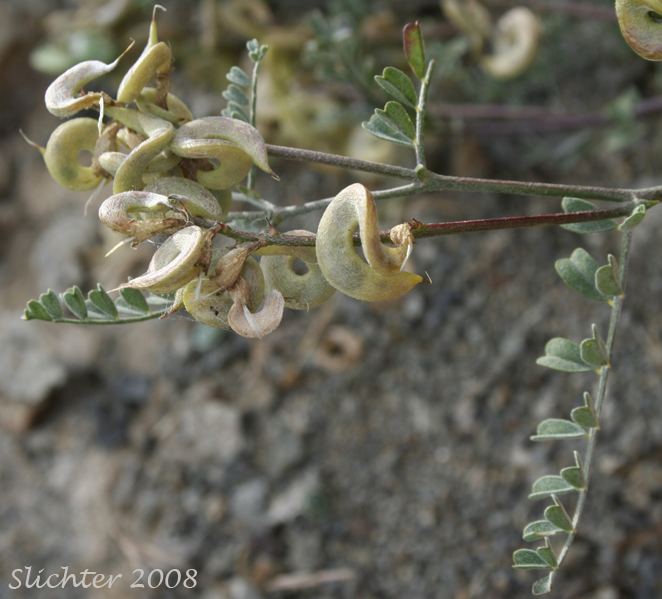 Curvepod Milk-vetch, Threadstalk Milk-vetch, Medic Milk-vetch, spiral-pod Milk-vetch: Astragalus speirocarpus