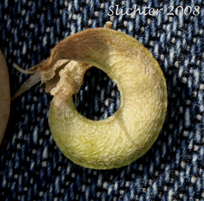 Curvepod Milk-vetch, Threadstalk Milk-vetch, Medic Milk-vetch, spiral-pod Milk-vetch: Astragalus speirocarpus