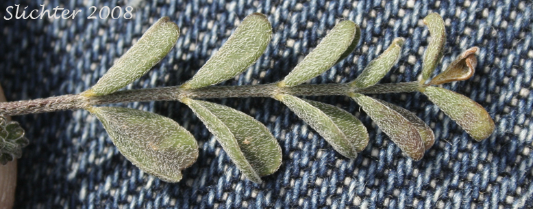Pinnately compound leaf of Curvepod Milk-vetch, Threadstalk Milk-vetch, Medic Milk-vetch, spiral-pod Milk-vetch: Astragalus speirocarpus