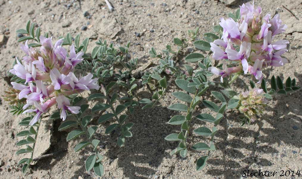 Columbia Milkvetch, Columbia Milk-vetch, Crouching Milk-vetch, Sprawling Milk-vetch: Astragalus succumbens