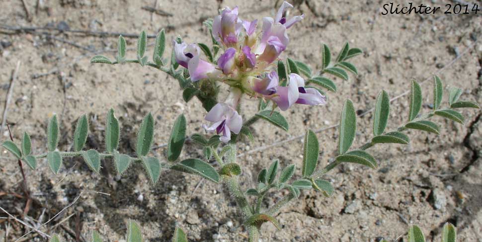 Columbia Milkvetch, Columbia Milk-vetch, Crouching Milk-vetch, Sprawling Milk-vetch: Astragalus succumbens