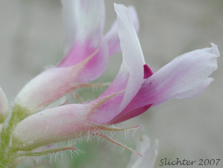 Close-up sideview of the corolla and calyx of Columbia Milkvetch, Columbia Milk-vetch, Crouching Milk-vetch, Sprawling Milk-vetch: Astragalus succumbens