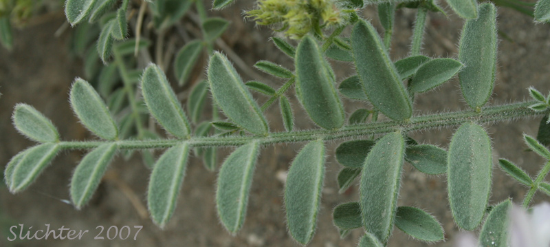 Leaf of Columbia Milkvetch, Columbia Milk-vetch, Crouching Milk-vetch, Sprawling Milk-vetch: Astragalus succumbens