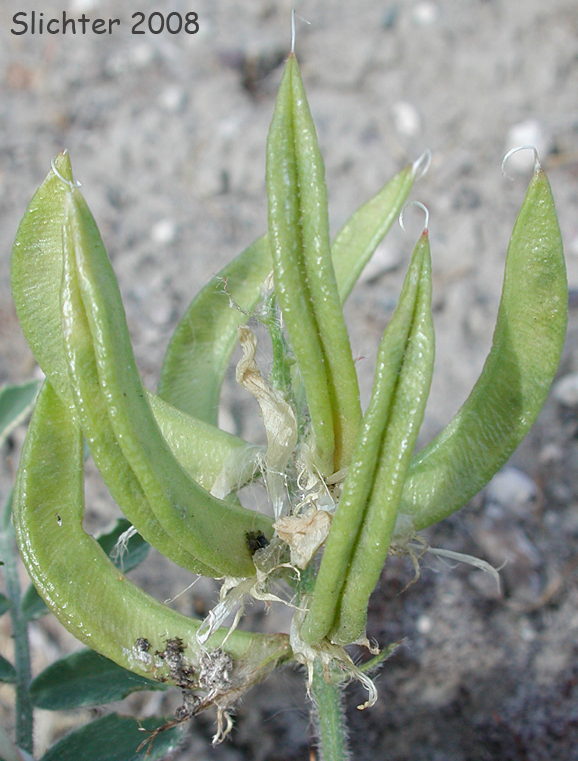Pods of Columbia Milkvetch, Columbia Milk-vetch, Crouching Milk-vetch, Sprawling Milk-vetch: Astragalus succumbens