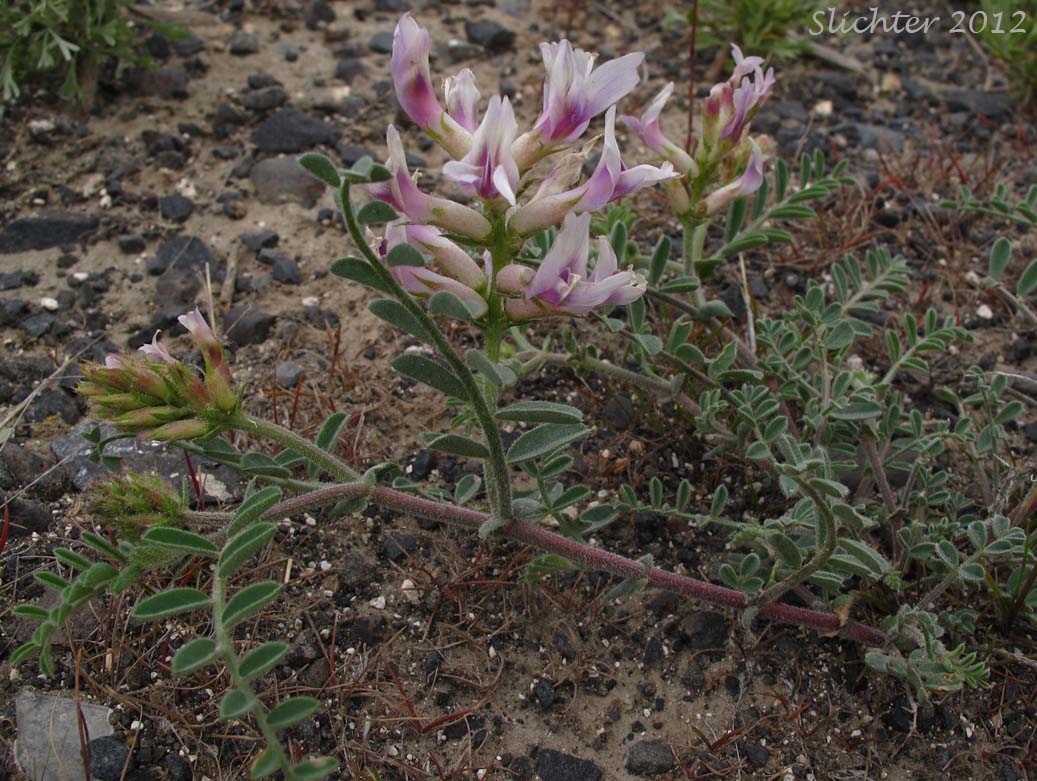 Columbia Milkvetch, Columbia Milk-vetch, Crouching Milk-vetch, Sprawling Milk-vetch: Astragalus succumbens