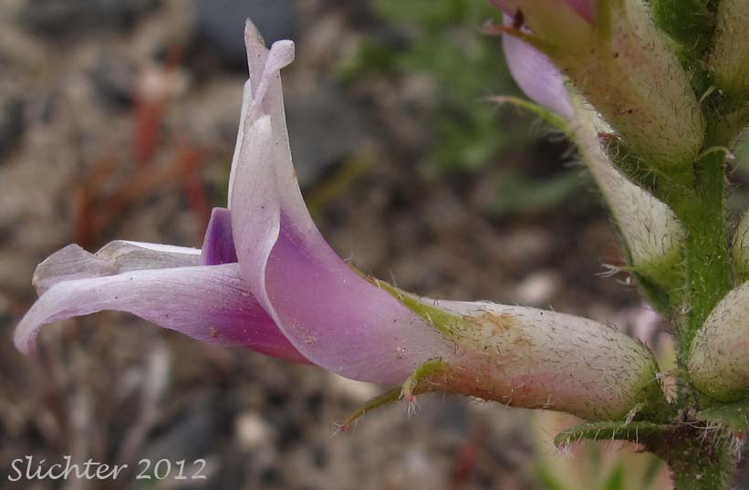 Close-up sideview of a flower of Columbia Milkvetch, Columbia Milk-vetch, Crouching Milk-vetch, Sprawling Milk-vetch: Astragalus succumbens