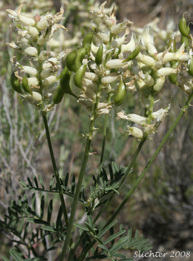 Tweedy's Milkvetch, Tweedy's Milk-vetch: Astragalus tweedyi