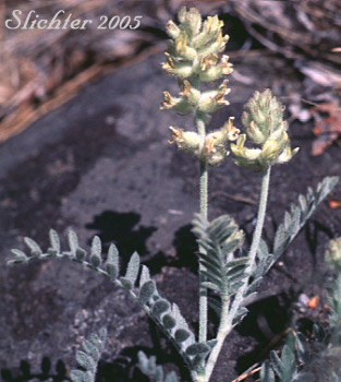 Upper stem leaves and inflorescences of Tygh Valley Milkvetch, Tygh Valley Milk-vetch: Astragalus tyghensis (Synonym: Astragalus spaldingii var. tyghensis)