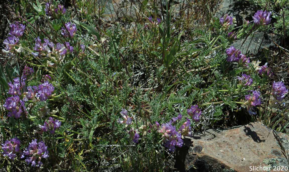 Balloon Milkvetch, Cone-like Milkvetch: Astragalus whitneyi var. confusus