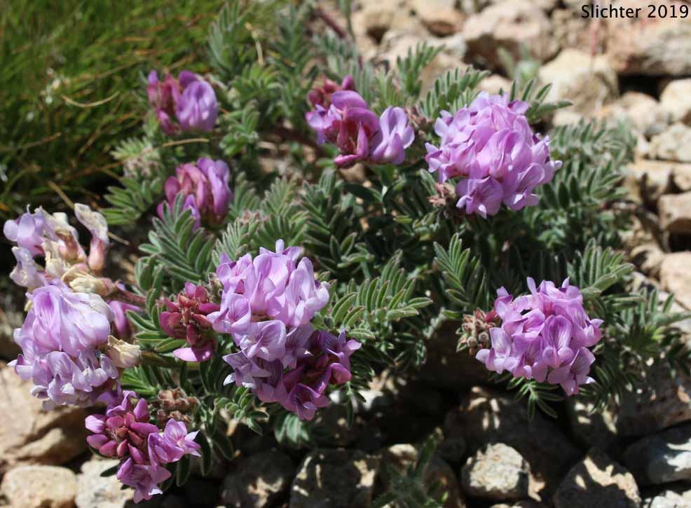 Balloon Milkvetch, Cone-like Milkvetch: Astragalus whitneyi var. confusus