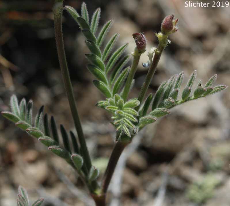 Stem leaves of Balloon Milkvetch, Cone-like Milkvetch: Astragalus whitneyi var. confusus