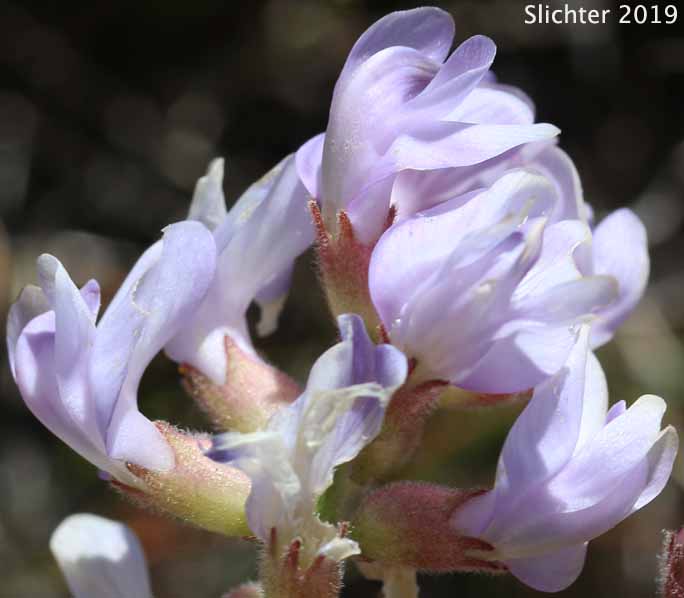 Inflorescence of Balloon Milkvetch, Cone-like Milkvetch: Astragalus whitneyi var. confusus