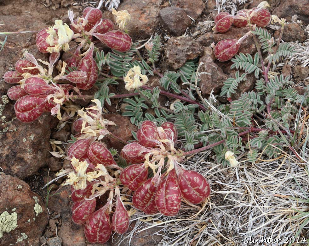 Balloon Milkvetch, Cone-like Milkvetch: Astragalus whitneyi var. confusus