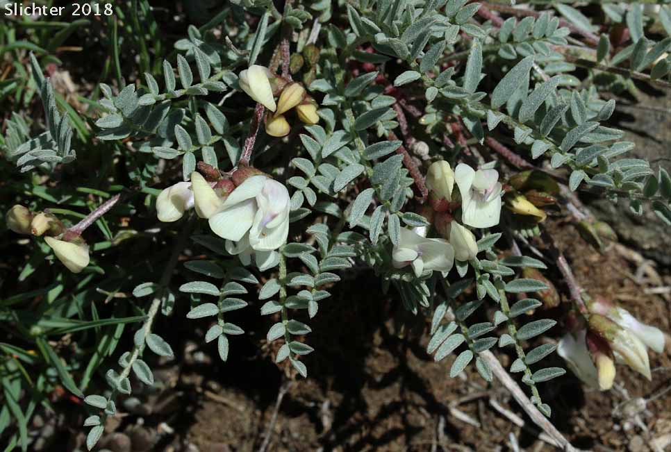 Balloon Milk-vetch, Balloonpod Milkvetch, Balloon-pod Milk-vetch, Whitney's Balloon Milkvetch: Astragalus whitneyi var. sonneanus (Synonym: Astragalus whitneyi ssp. hookerianus)