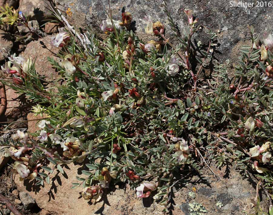 Balloon Milk-vetch, Balloonpod Milkvetch, Balloon-pod Milk-vetch, Whitney's Balloon Milkvetch: Astragalus whitneyi var. sonneanus (Synonym: Astragalus whitneyi ssp. hookerianus)
