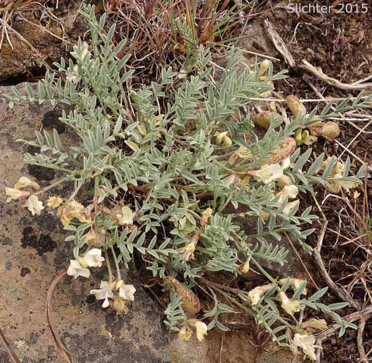 Balloon Milk-vetch, Balloonpod Milkvetch, Balloon-pod Milk-vetch, Whitney's Balloon Milkvetch: Astragalus whitneyi var. sonneanus (Synonym: Astragalus whitneyi ssp. hookerianus)