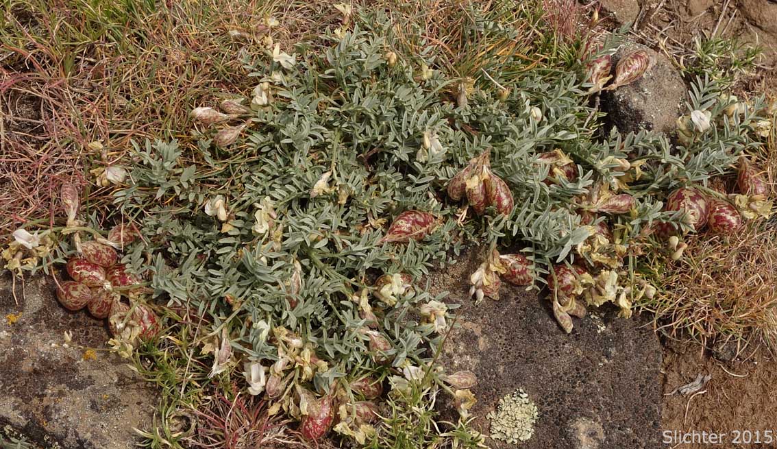 Balloon Milk-vetch, Balloonpod Milkvetch, Balloon-pod Milk-vetch, Whitney's Balloon Milkvetch: Astragalus whitneyi var. sonneanus (Synonym: Astragalus whitneyi ssp. hookerianus)