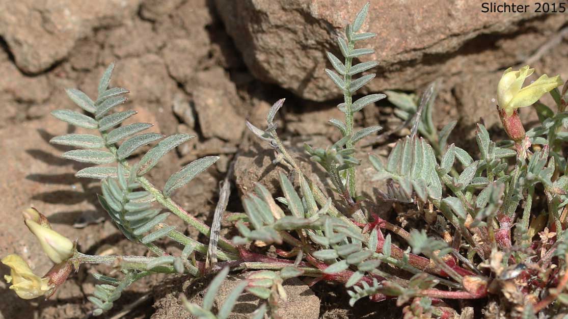 Balloon Milk-vetch, Balloonpod Milkvetch, Balloon-pod Milk-vetch, Whitney's Balloon Milkvetch: Astragalus whitneyi var. sonneanus (Synonym: Astragalus whitneyi ssp. hookerianus)