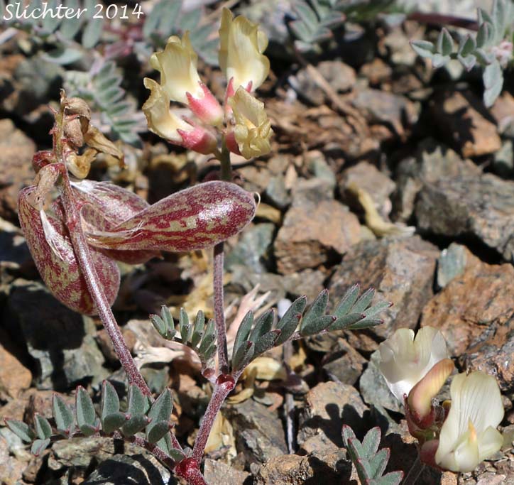 Balloon Milk-vetch, Balloonpod Milkvetch, Balloon-pod Milk-vetch, Whitney's Balloon Milkvetch: Astragalus whitneyi var. sonneanus (Synonym: Astragalus whitneyi ssp. hookerianus)