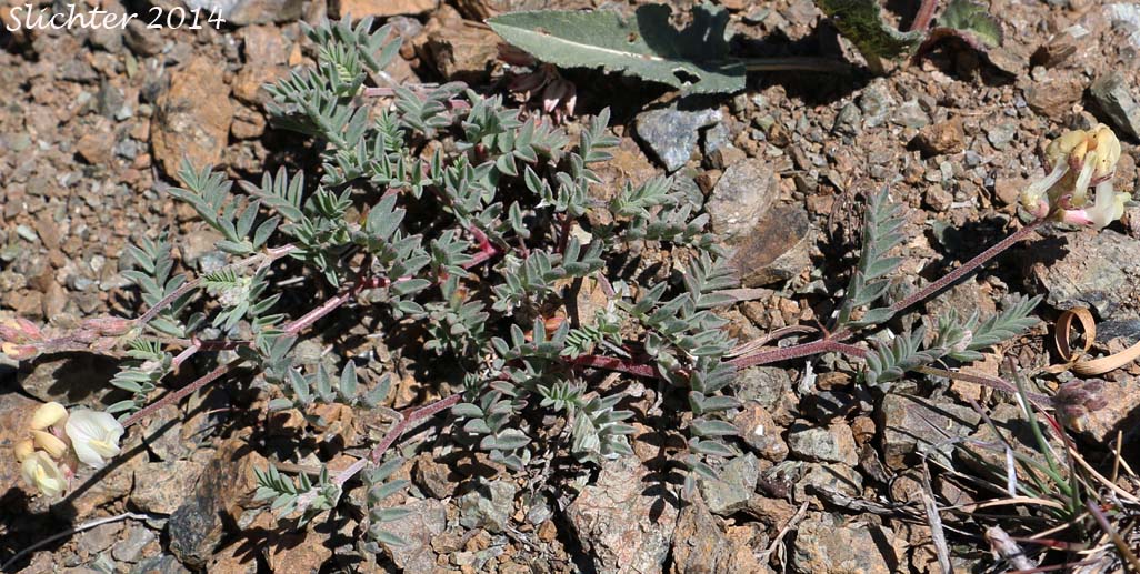 Balloon Milk-vetch, Balloonpod Milkvetch, Balloon-pod Milk-vetch, Whitney's Balloon Milkvetch: Astragalus whitneyi var. sonneanus (Synonym: Astragalus whitneyi ssp. hookerianus)