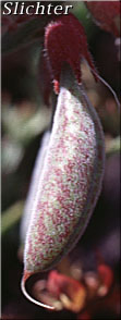 Pod of Balloon Milk-vetch, Balloonpod Milkvetch, Balloon-pod Milk-vetch, Whitney's Balloon Milkvetch: Astragalus whitneyi var. sonneanus (Synonym: Astragalus whitneyi ssp. hookerianus)
