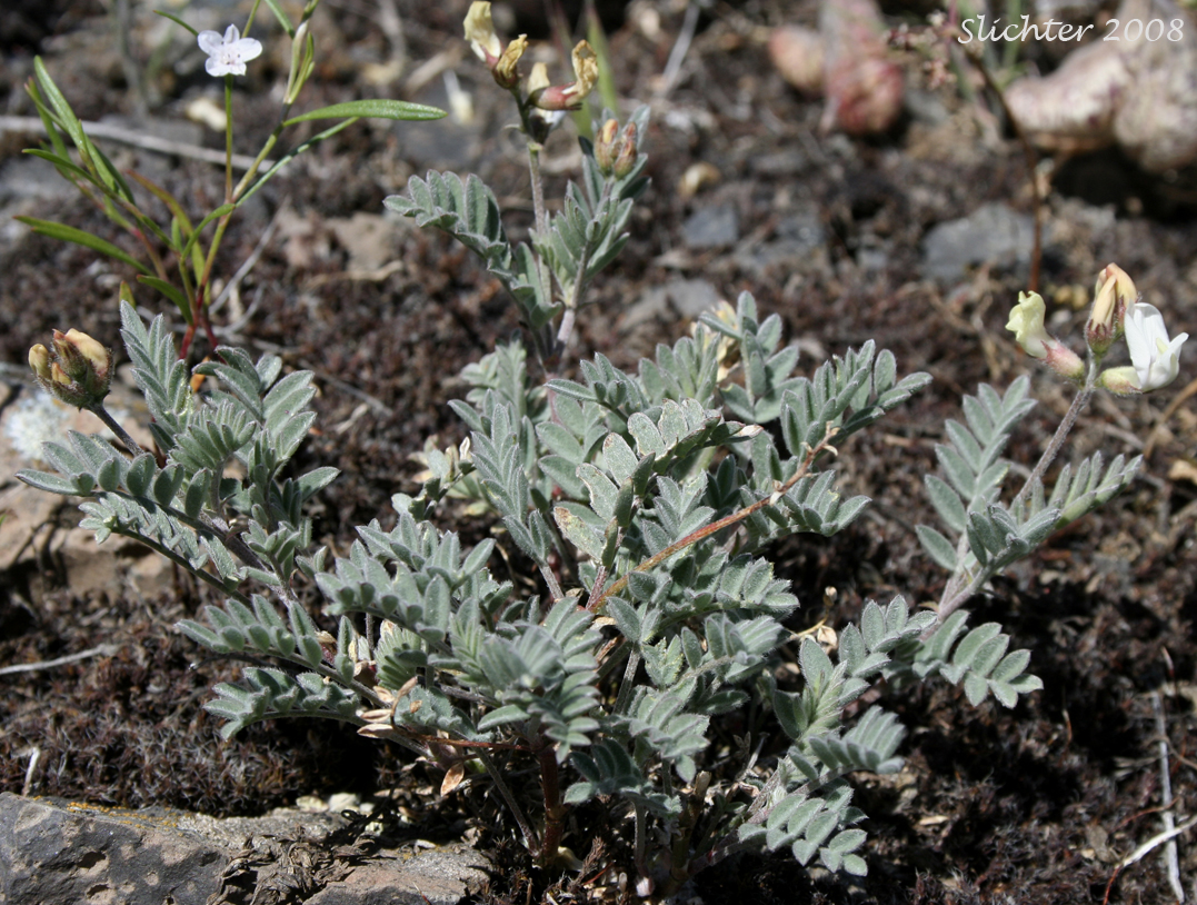 Flower of Balloon Milk-vetch, Balloonpod Milkvetch, Balloon-pod Milk-vetch, Whitney's Balloon Milkvetch: Astragalus whitneyi var. sonneanus (Synonym: Astragalus whitneyi ssp. hookerianus)