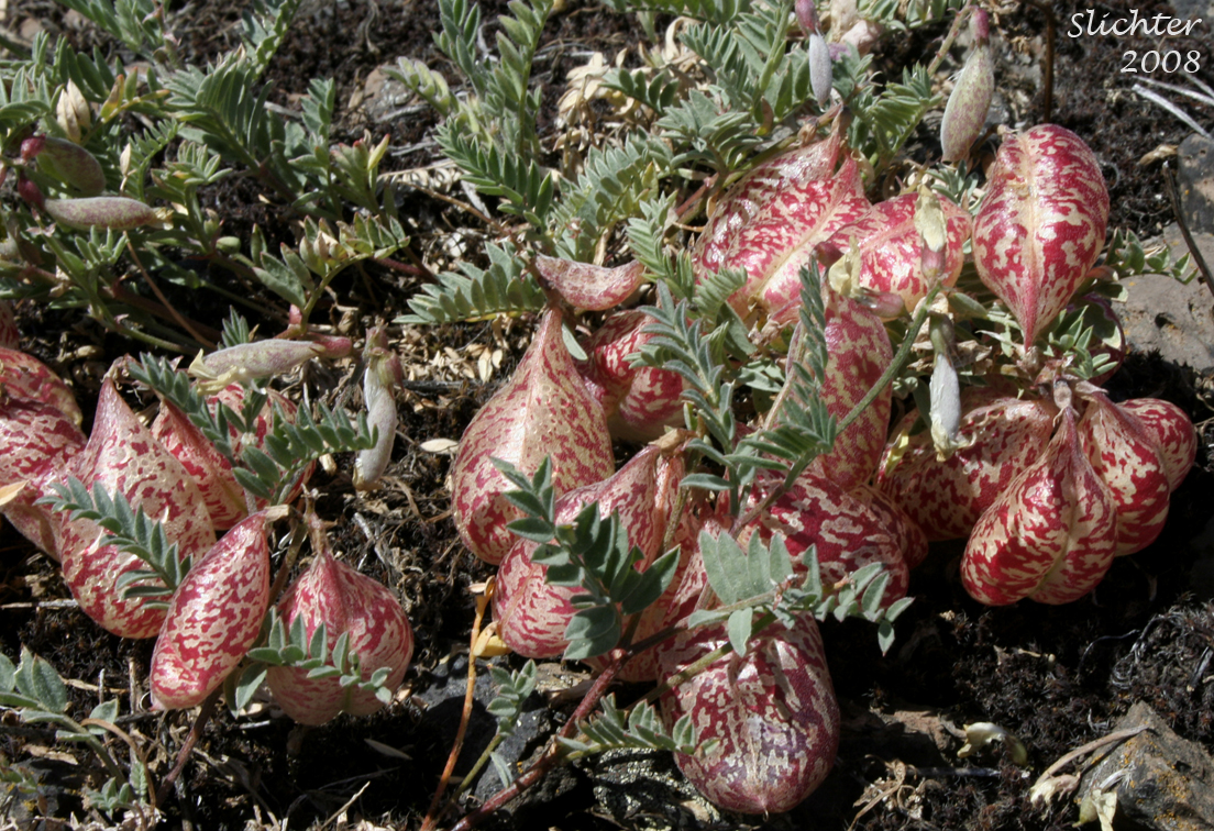 Balloon Milk-vetch, Balloonpod Milkvetch, Balloon-pod Milk-vetch, Whitney's Balloon Milkvetch: Astragalus whitneyi var. sonneanus (Synonym: Astragalus whitneyi ssp. hookerianus)