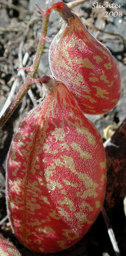Inflated seed pods of Balloon Milk-vetch, Balloonpod Milkvetch, Balloon-pod Milk-vetch, Whitney's Balloon Milkvetch: Astragalus whitneyi var. sonneanus (Synonym: Astragalus whitneyi ssp. hookerianus)