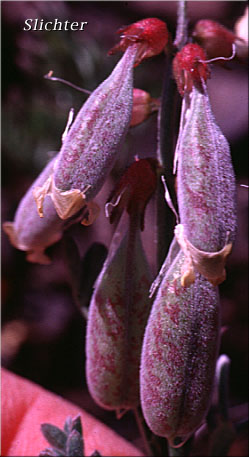 Developing pods of Balloon Milk-vetch, Balloonpod Milkvetch, Balloon-pod Milk-vetch, Whitney's Balloon Milkvetch: Astragalus whitneyi var. sonneanus (Synonym: Astragalus whitneyi ssp. hookerianus)