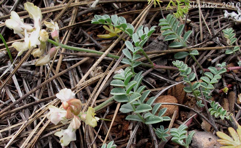 Balloon Milk-vetch, Balloonpod Milkvetch, Balloon-pod Milk-vetch, Whitney's Balloon Milkvetch: Astragalus whitneyi var. sonneanus (Synonym: Astragalus whitneyi ssp. hookerianus)