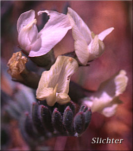 Balloon Milk-vetch, Balloonpod Milkvetch, Balloon-pod Milk-vetch, Whitney's Balloon Milkvetch: Astragalus whitneyi var. sonneanus (Synonym: Astragalus whitneyi ssp. hookerianus)