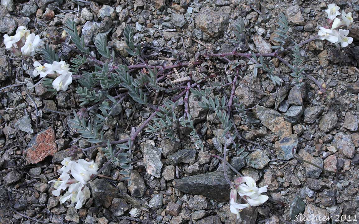 Balloon Milk-vetch, Balloonpod Milkvetch, Balloon-pod Milk-vetch, Whitney's Balloon Milkvetch: Astragalus whitneyi var. sonneanus (Synonym: Astragalus whitneyi ssp. hookerianus)