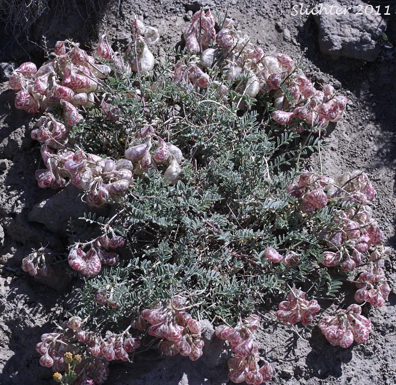 Balloon Milk-vetch, Balloonpod Milkvetch, Balloon-pod Milk-vetch, Whitney's Balloon Milkvetch: Astragalus whitneyi var. sonneanus (Synonym: Astragalus whitneyi ssp. hookerianus)