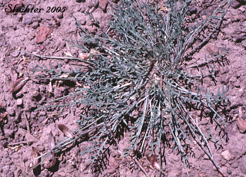 Balloon Milk-vetch, Balloonpod Milkvetch, Balloon-pod Milk-vetch, Whitney's Balloon Milkvetch: Astragalus whitneyi var. sonneanus (Synonym: Astragalus whitneyi ssp. hookerianus)