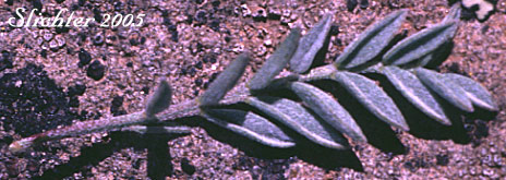 Leaf of Balloon Milk-vetch, Balloonpod Milkvetch, Balloon-pod Milk-vetch, Whitney's Balloon Milkvetch: Astragalus whitneyi var. sonneanus (Synonym: Astragalus whitneyi ssp. hookerianus)