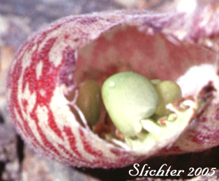 Ovule of Balloon Milk-vetch, Balloonpod Milkvetch, Balloon-pod Milk-vetch, Whitney's Balloon Milkvetch: Astragalus whitneyi var. sonneanus (Synonym: Astragalus whitneyi ssp. hookerianus)