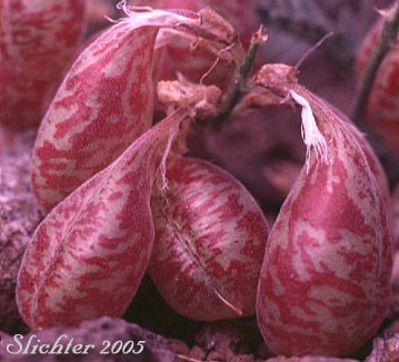 Cluster of seed pods of Balloon Milk-vetch, Balloonpod Milkvetch, Balloon-pod Milk-vetch, Whitney's Balloon Milkvetch: Astragalus whitneyi var. sonneanus (Synonym: Astragalus whitneyi ssp. hookerianus)
