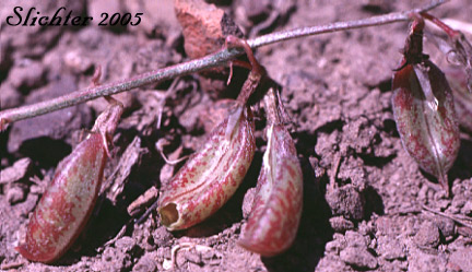 Pods of Balloon Milk-vetch, Balloonpod Milkvetch, Balloon-pod Milk-vetch, Whitney's Balloon Milkvetch: Astragalus whitneyi var. sonneanus (Synonym: Astragalus whitneyi ssp. hookerianus)