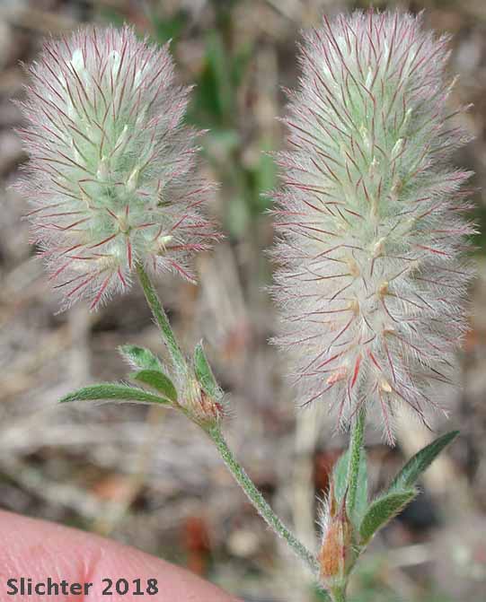 Hare's Foot, Rabbitfoot Clover, Rabbit-foot Clover: Trifolium arvense (Synonyms: Trifolium arvense var. arvense, Trifolium arvense var. perpusillum)