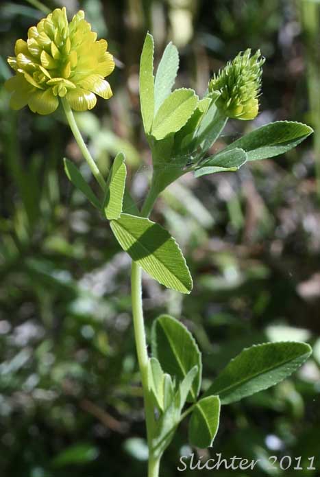 Inflorescence and upper stem leaves of Golden Clover, Hop Clover, Yellow Clover, Greater Hop Clover: Trifolium aureum (Synonym: Trifolium agrarium)