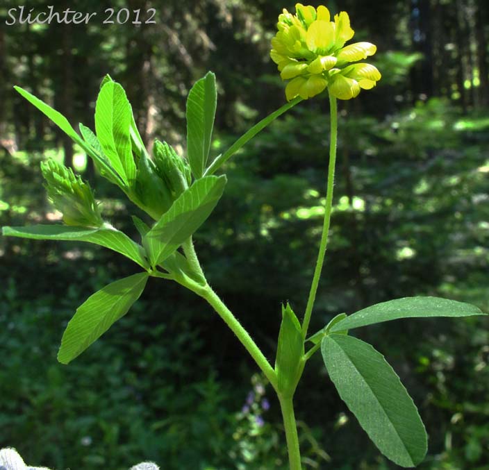 Golden Clover, Hop Clover, Yellow Clover, Greater Hop Clover: Trifolium aureum (Synonym: Trifolium agrarium)